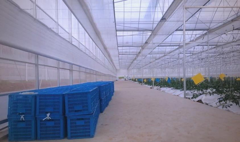 連棟薄膜溫室大棚 種植蔬菜及農產品的理想選擇