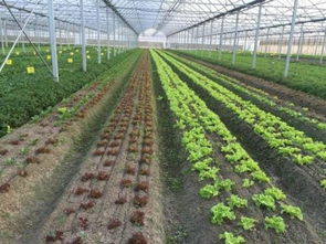 蔬菜大棚未來的發展 科技、綠色與數智融合的希望