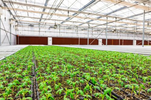 連棟薄膜溫室大棚建設 引領農業環保新形態